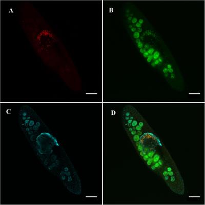 A Robust Symbiotic Relationship Between the Ciliate Paramecium multimicronucleatum and the Bacterium Ca. Trichorickettsia Mobilis